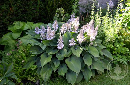 Hosta (Bohyška) Floramora