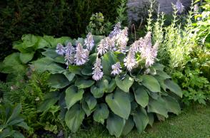 Hosta (Bohyška) Floramora