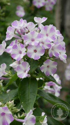 Plamenka latnatá Flame Lilac Star