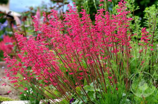 Dlužicha Ruby Bells