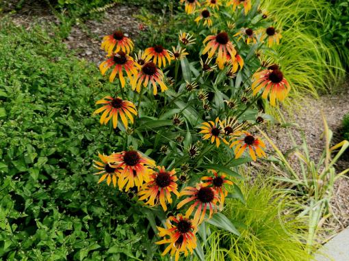 Echinacea (Třapatka) Parrot