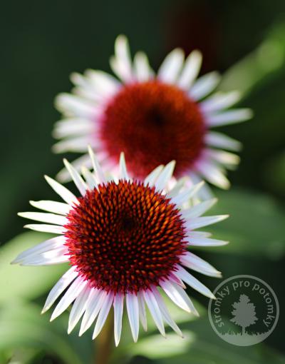 Echinacea (Třapatka) Strawberry and Cream