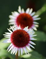 Echinacea (Třapatka) Strawberry and Cream