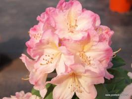 Rhododendron jakušimský Percy Wiseman